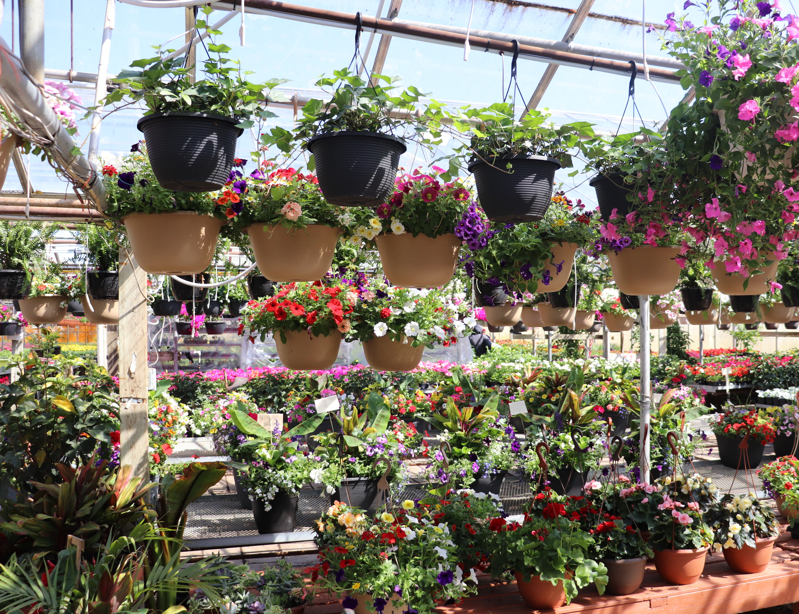 Van Dyk's Greenhouses